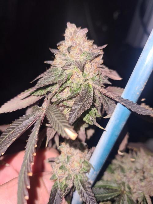 Cosecha 2025. Week 8