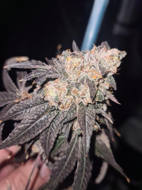 Cosecha 2025. Week 8