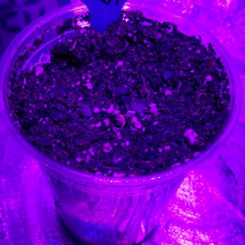 Abducted . Week 1 - Plant 2 