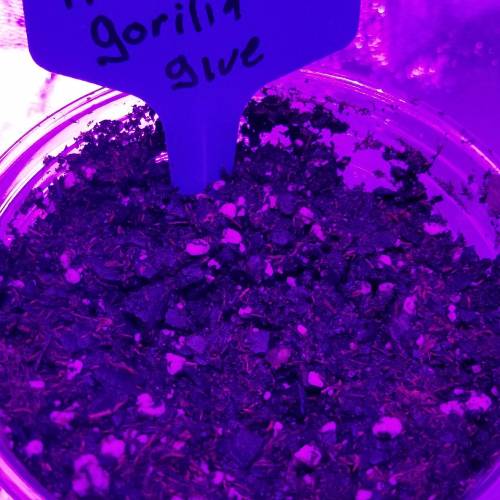 Abducted . Week 1 - Plant 1 