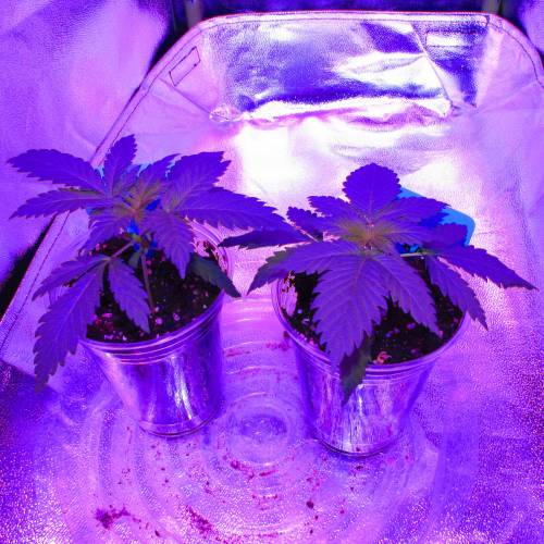 Abducted . Week 3 - Alien Gorilla Glue