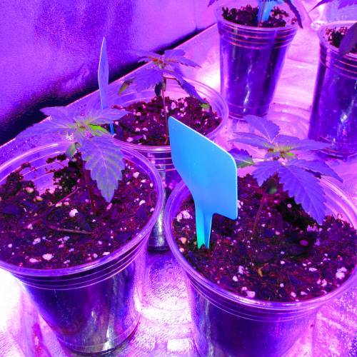 Abducted . Week 3 - critical mass kush 