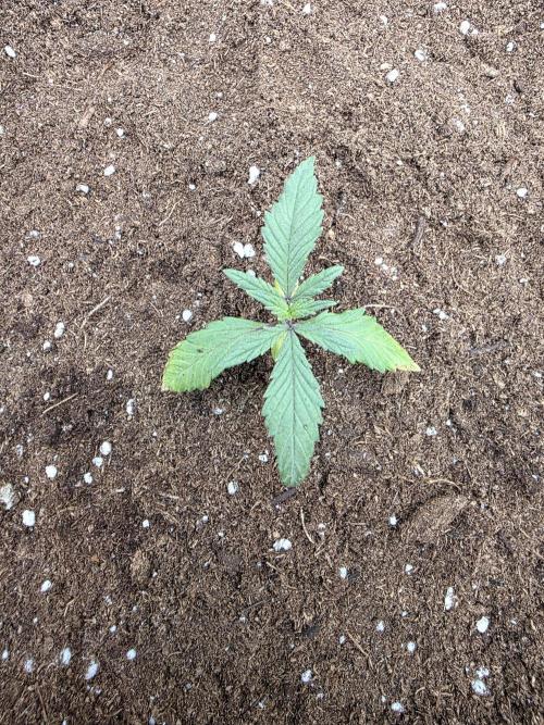 Frost banger. 1st diary. Week 1