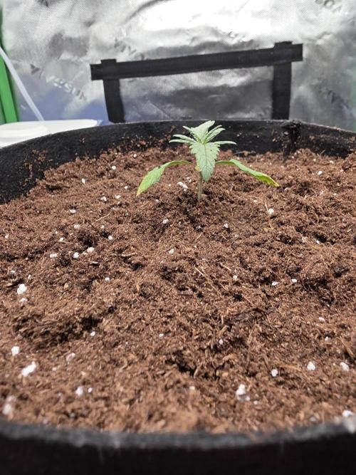 Frost banger. 1st diary. Week 1