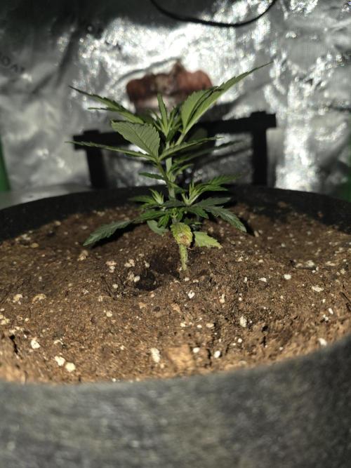 Frost banger. 1st diary. Week 2