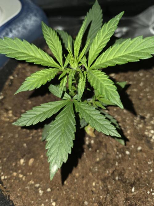 Frost banger. 1st diary. Week 2