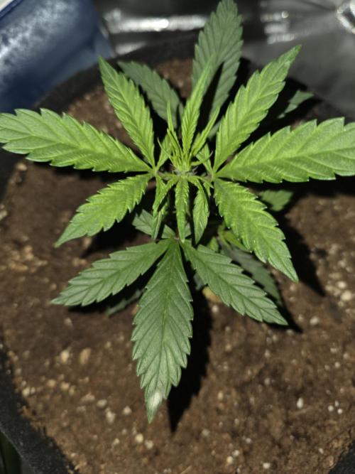 Frost banger. 1st diary. Week 2