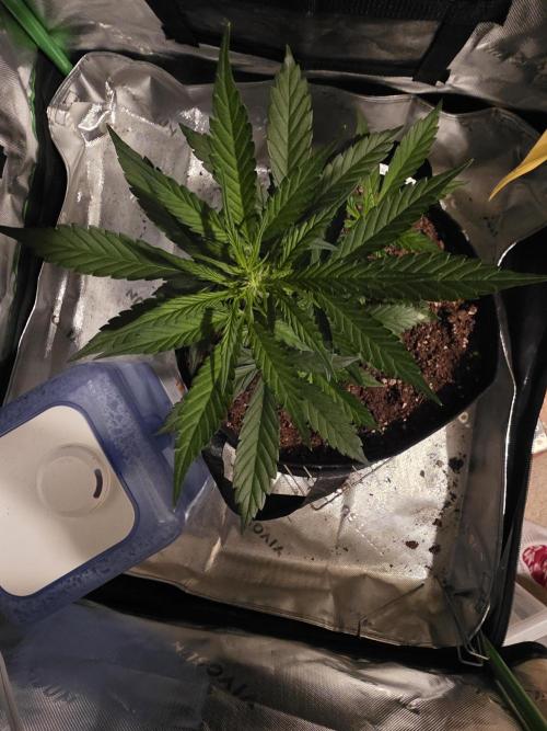 Frost banger. 1st diary. Week 3