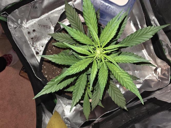 Frost banger. 1st diary. Week 3