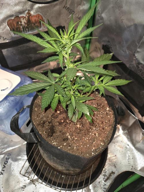 Frost banger. 1st diary. Week 4