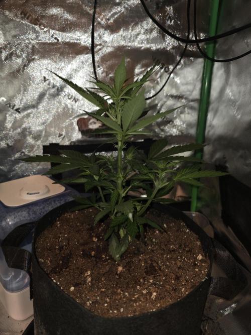 Frost banger. 1st diary. Week 4