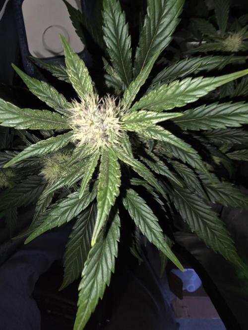 Frost banger. 1st diary. Week 5