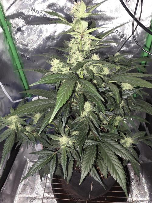 Frost banger. 1st diary. Week 5