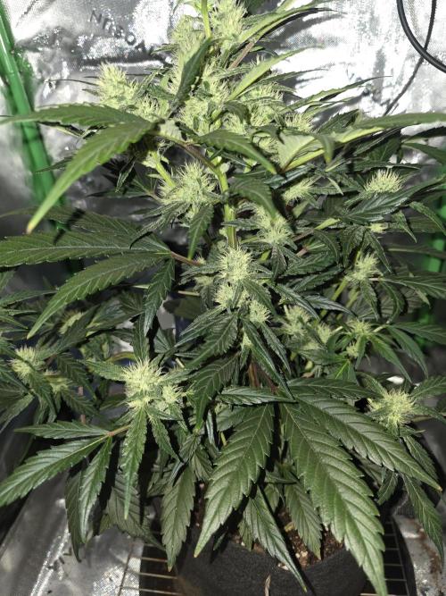 Frost banger. 1st diary. Week 5