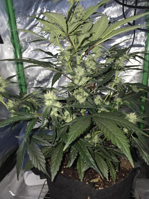 Frost banger. 1st diary. Week 5