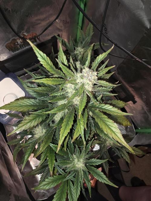 Frost banger. 1st diary. Week 6