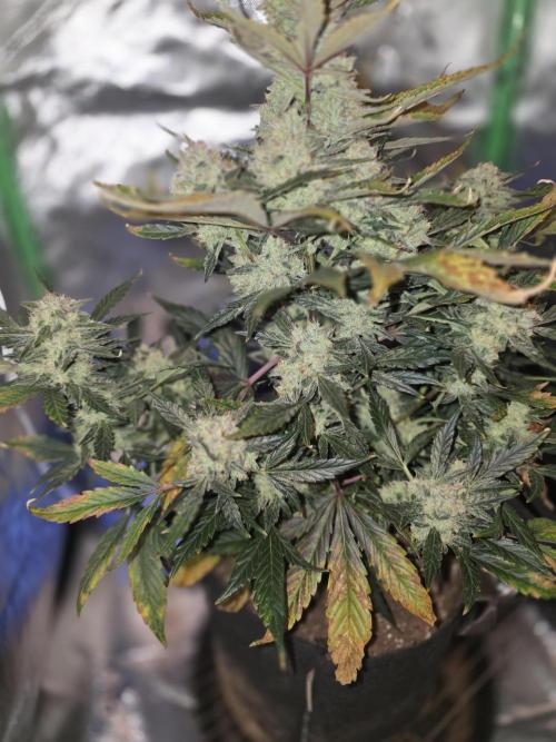 Frost banger. 1st diary. Week 7