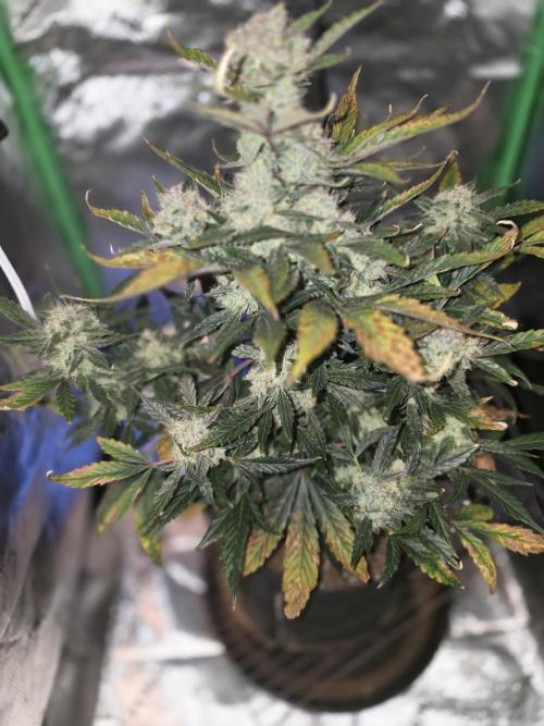 Frost banger. 1st diary. Week 7