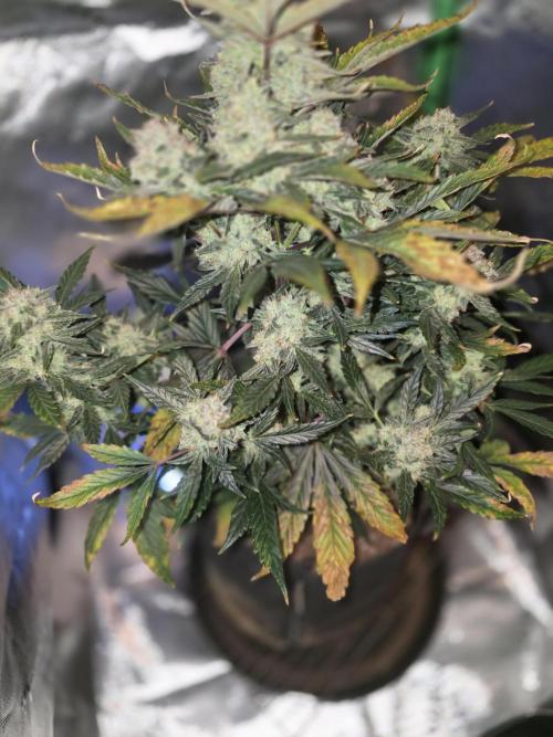 Frost banger. 1st diary. Week 7