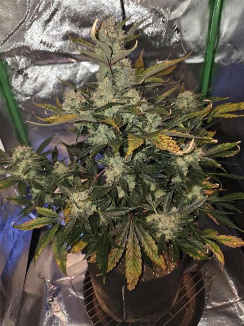Frost banger. 1st diary. Week 7