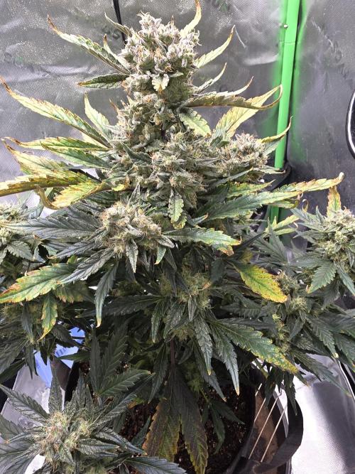 Frost banger. 1st diary. Week 8
