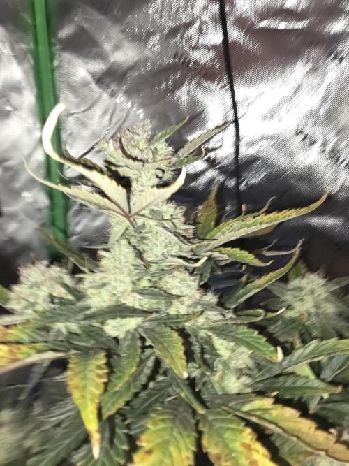 Frost banger. 1st diary. Week 8