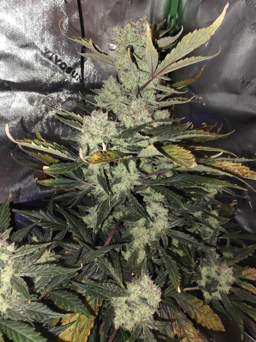 Frost banger. 1st diary. Week 8
