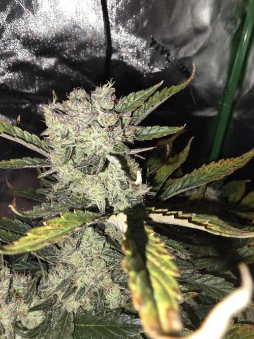 Frost banger. 1st diary. Week 8