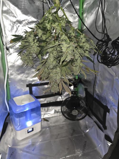 Frost banger. 1st diary. Week 9