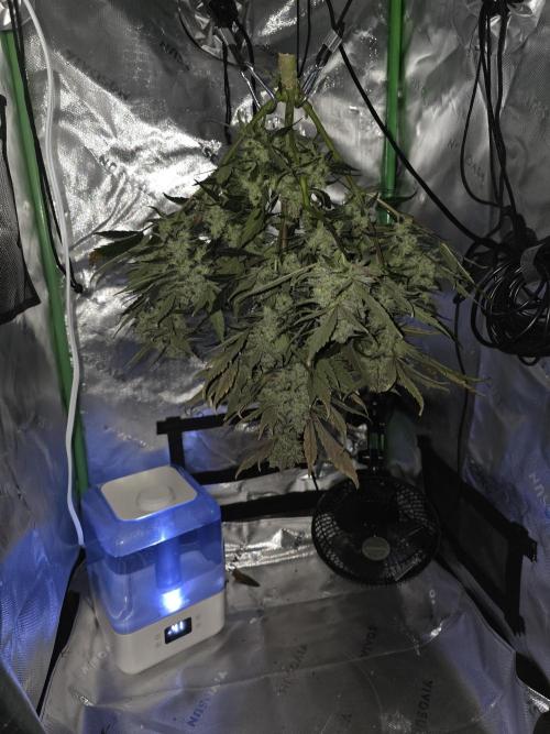 Frost banger. 1st diary. Week 9