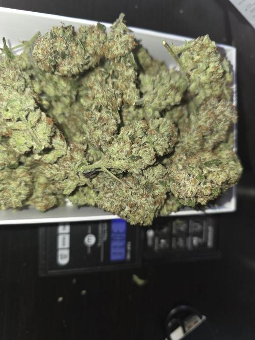 Frost banger. 1st diary. Week 9