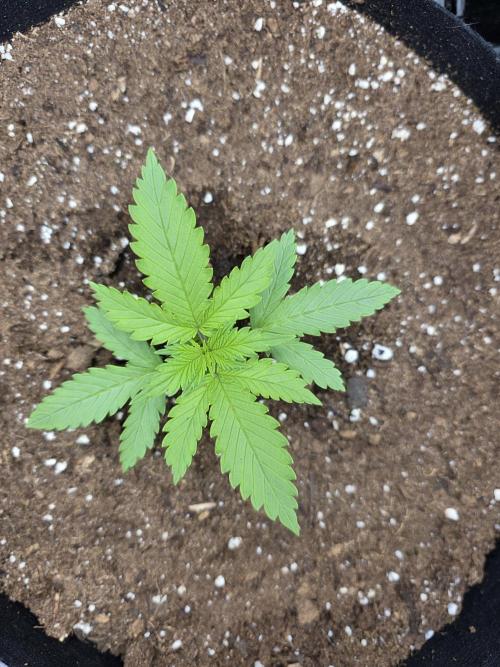 Cherry Cola RF3 Auto. Second diary!. Week 1