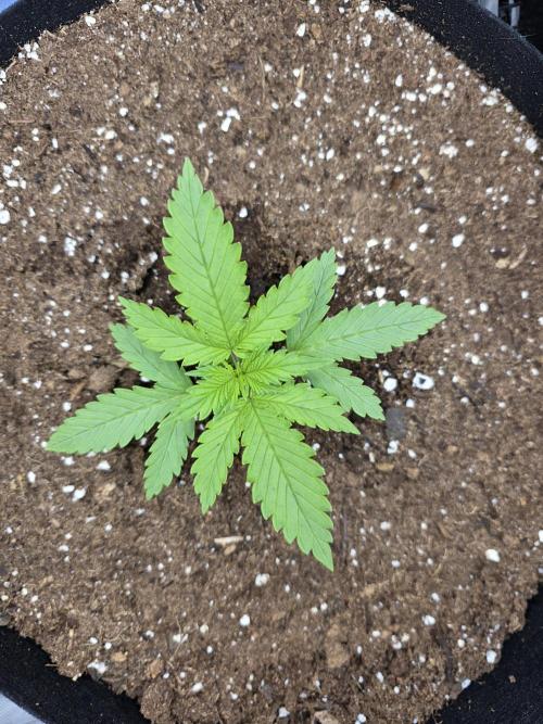 Cherry Cola RF3 Auto. Second diary!. Week 1