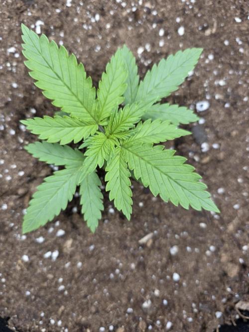 Cherry Cola RF3 Auto. Second diary!. Week 1