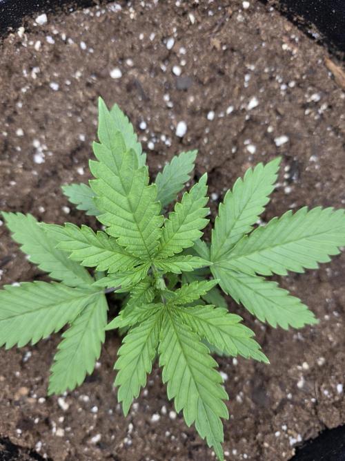 Cherry Cola RF3 Auto. Second diary!. Week 1