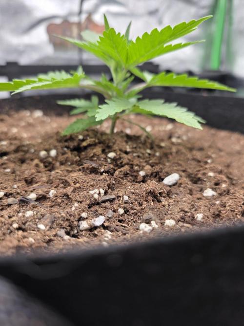 Cherry Cola Auto RF3. Week 1