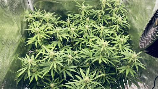 Comment by MonyetDiablero photo #1