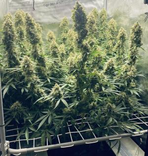 Comment by MonyetDiablero photo #1