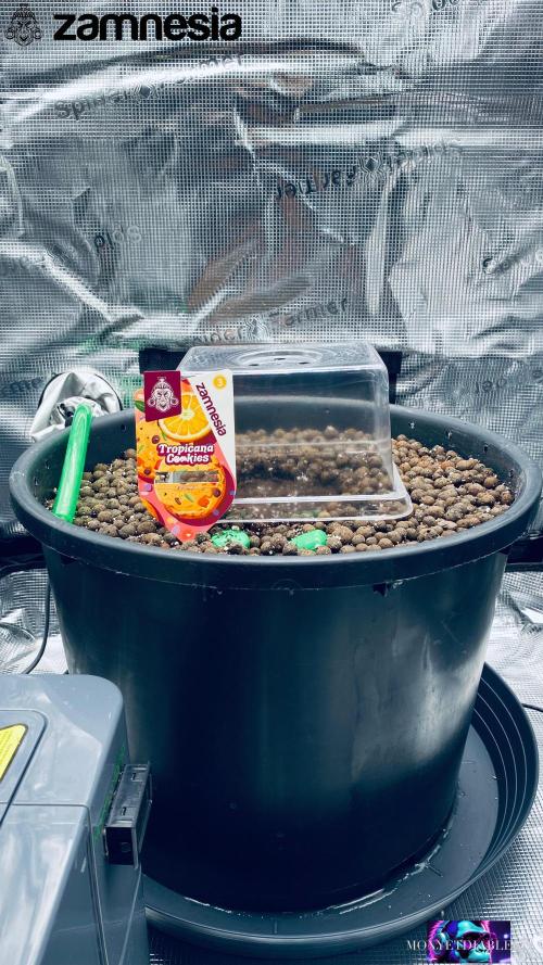 Tropicana Cookies  🍓🍍🍊🍒. Week 0