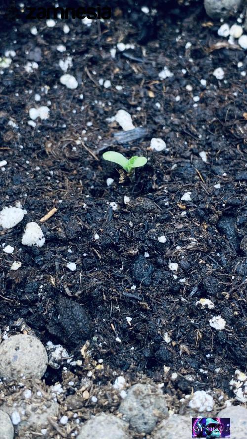 Tropicana Cookies  🍓🍍🍊🍒🍪. Week 1