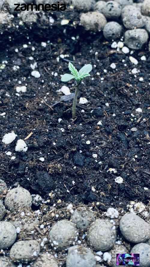 Tropicana Cookies  🍓🍍🍊🍒🍪. Week 1