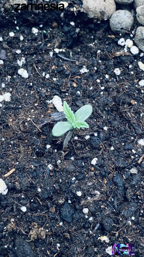 Tropicana Cookies  🍓🍍🍊🍒🍪. Week 1