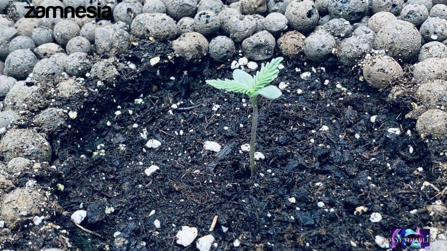 Tropicana Cookies  🍓🍍🍊🍒🍪. Week 1