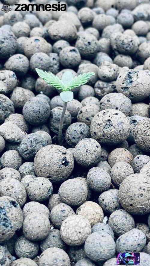 Tropicana Cookies  🍓🍍🍊🍒🍪. Week 1