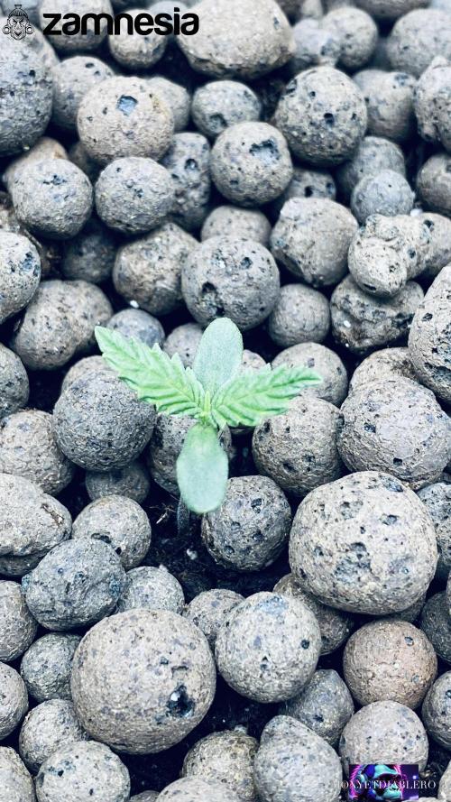 Tropicana Cookies  🍓🍍🍊🍒🍪. Week 1