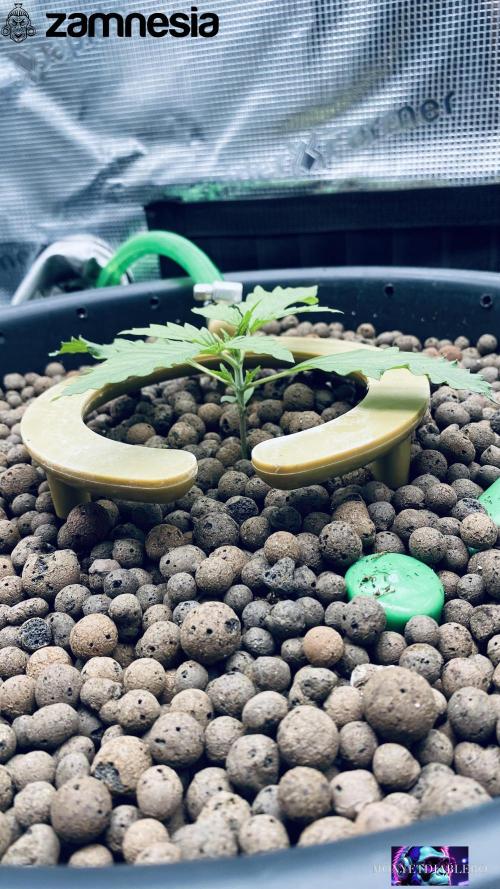 Tropicana Cookies  🍓🍍🍊🍒🍪. Week 2