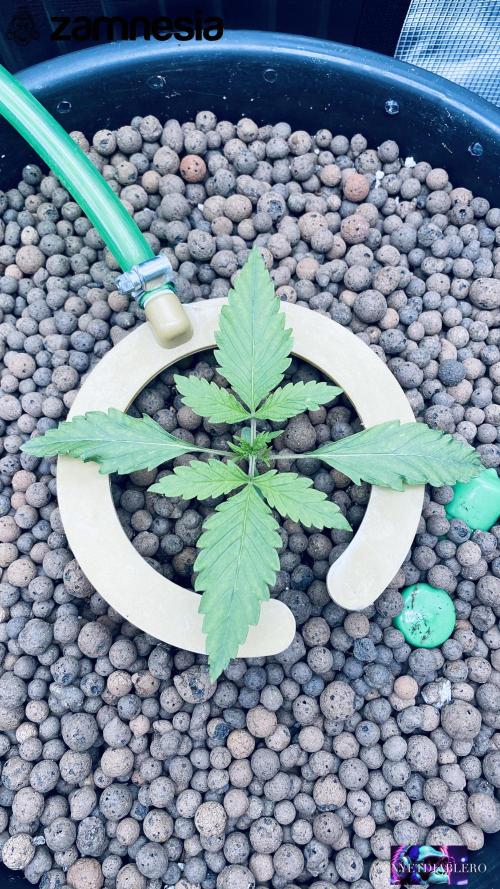 Tropicana Cookies  🍓🍍🍊🍒🍪. Week 2