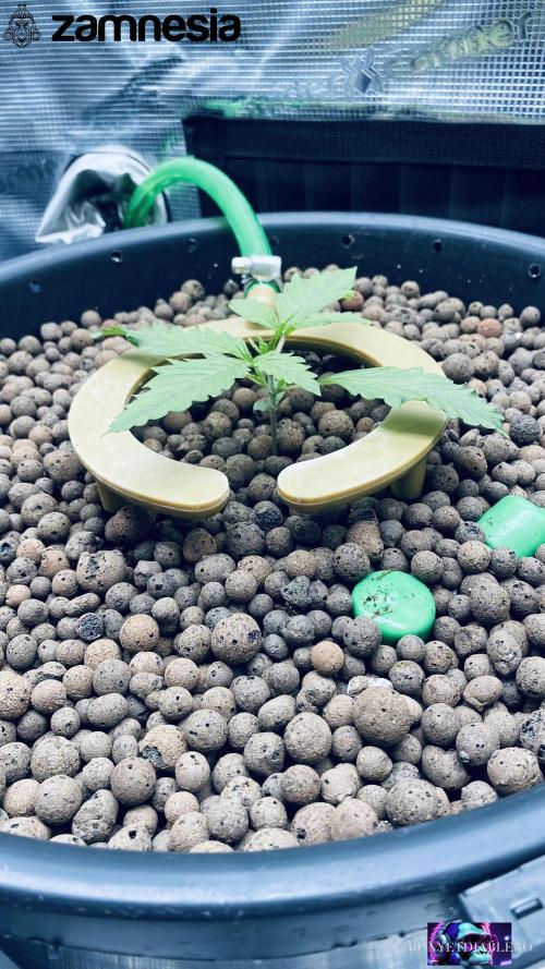 Tropicana Cookies  🍓🍍🍊🍒🍪. Week 2