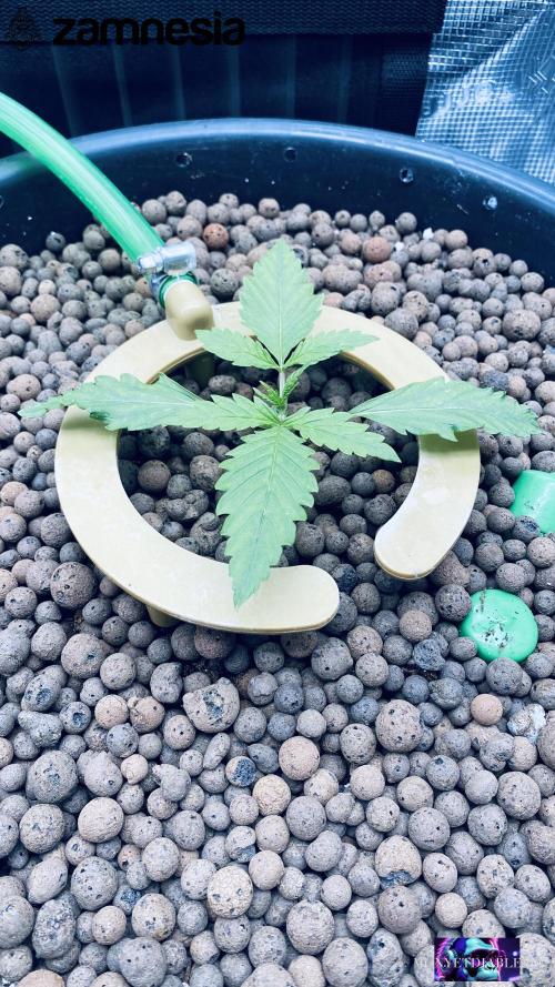 Tropicana Cookies  🍓🍍🍊🍒🍪. Week 2