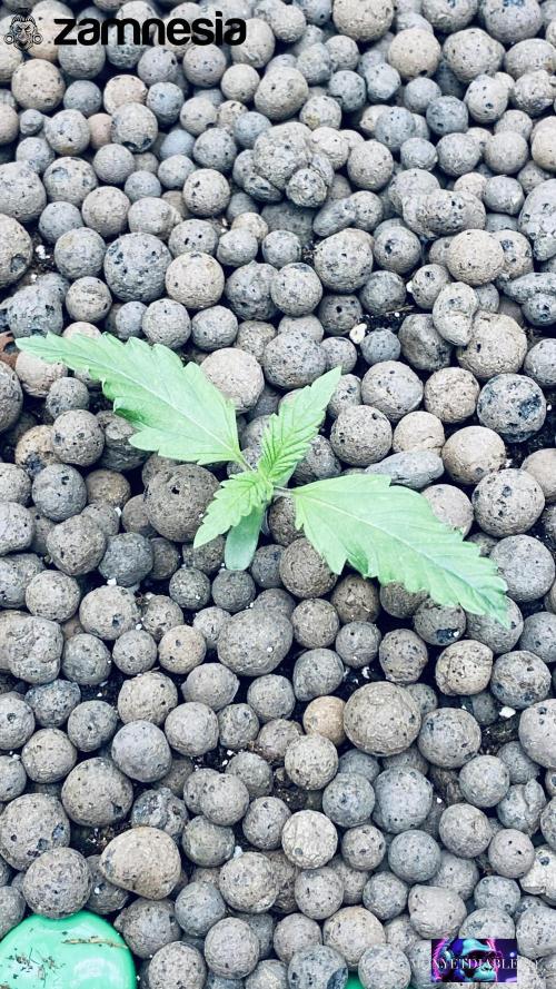 Tropicana Cookies  🍓🍍🍊🍒🍪. Week 2